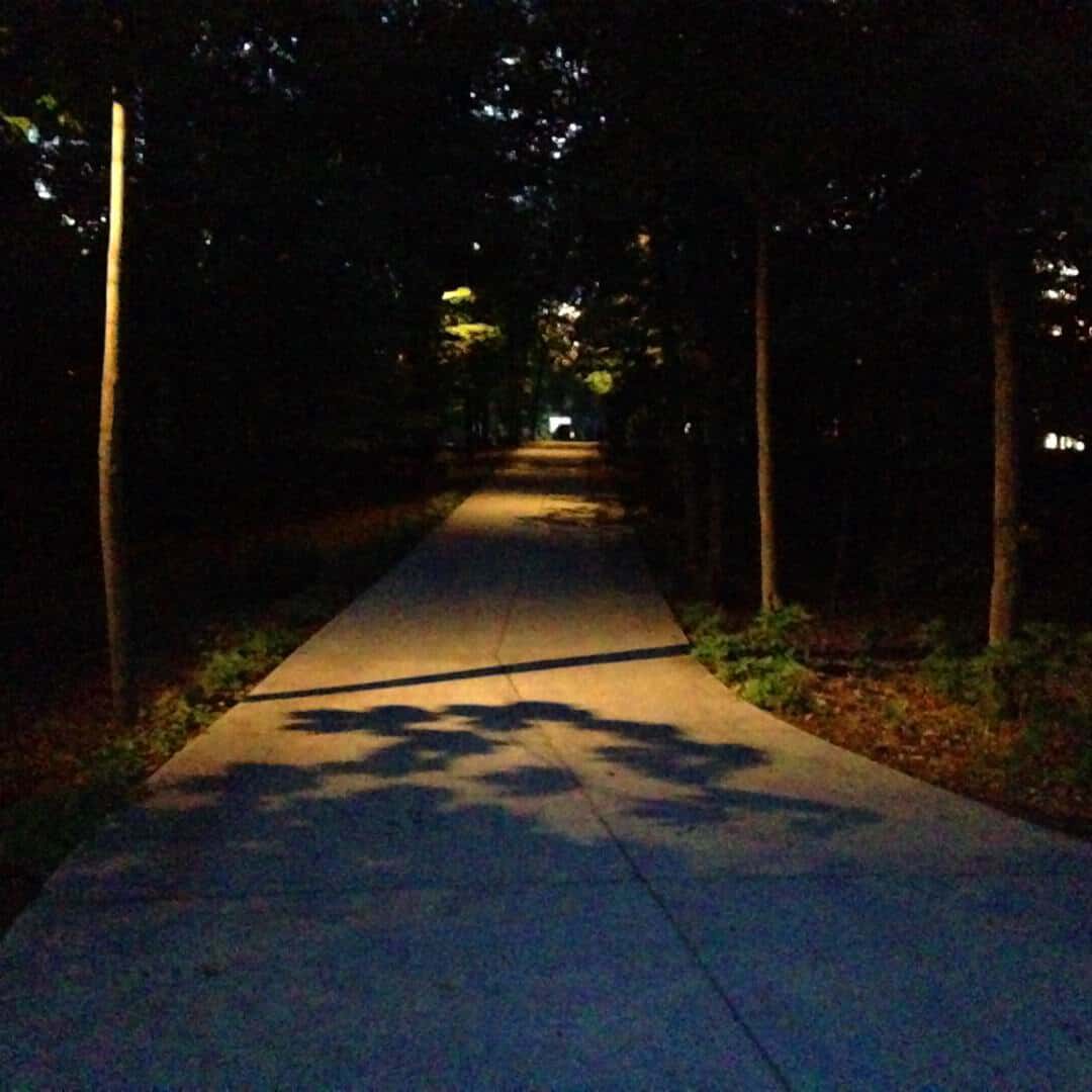 walkway lined by trees and lit by lighting