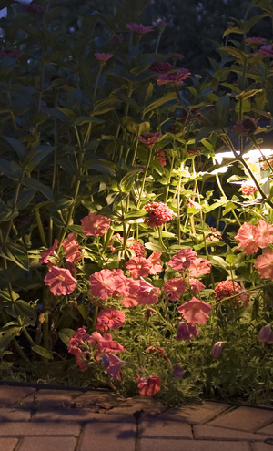 flower garden with light